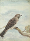 Hollandse vogel