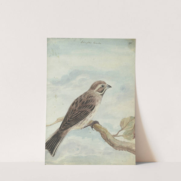 Hollandse vogel by Jan Brandes