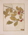 Holly