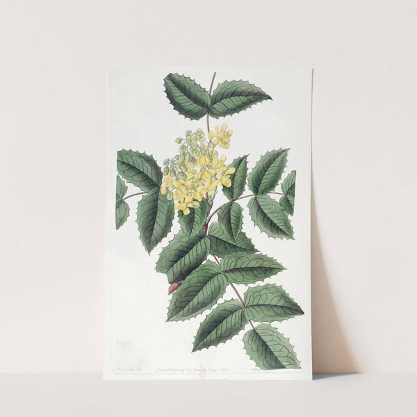 Holly-leaved Berberry by Sydenham Edwards