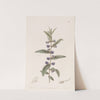 Holly-leaved Hovea by Sydenham Edwards