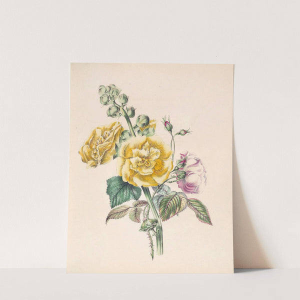 Hollyhock And China Rose by James Ackerman