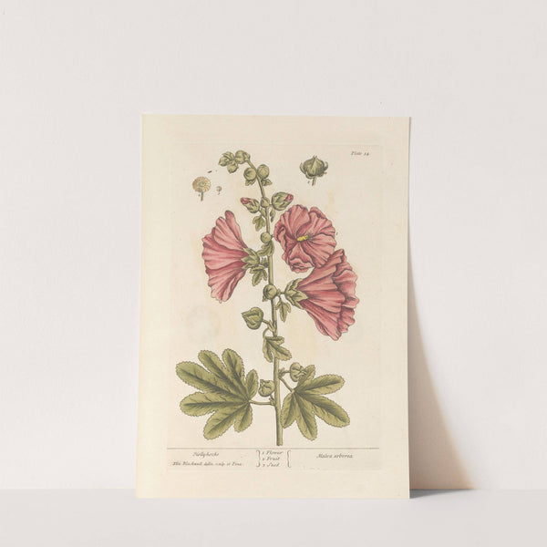 Hollyhocks (1739) by Elizabeth Blackwell