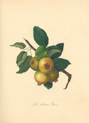 Holmore Pear