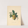 Holmore Pear by Thomas Andrew Knight