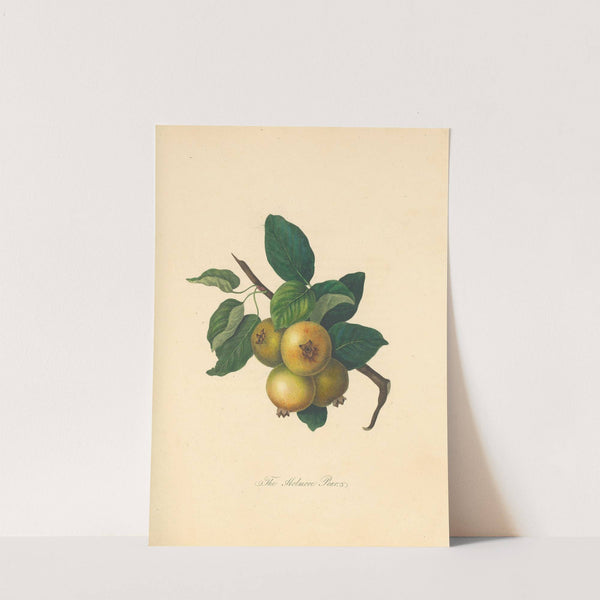 Holmore Pear by Thomas Andrew Knight