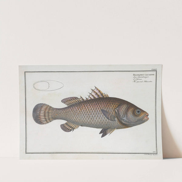 Holocentrus calcarifer, The spurred Holocentre. by Marcus Elieser Bloch