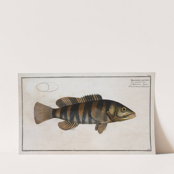 Holocentrus fasciatus, The double-streaked Holocentre. (1785-1797) by Marcus Elieser Bloch