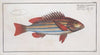 Holocentrus quinquelineatus, The five-striped Holocentre.