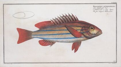 Holocentrus quinquelineatus, The five-striped Holocentre.