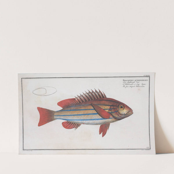 Holocentrus quinquelineatus, The five-striped Holocentre. (1785-1797) by Marcus Elieser Bloch