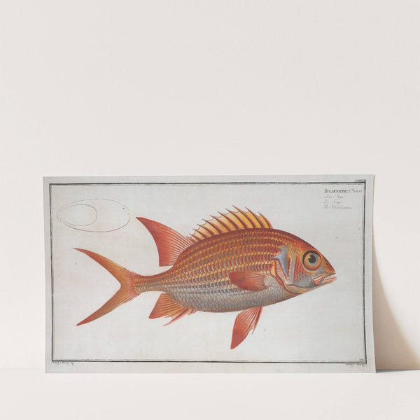 Holocentrus Sogo, The Welshman. (1785-1797) by Marcus Elieser Bloch