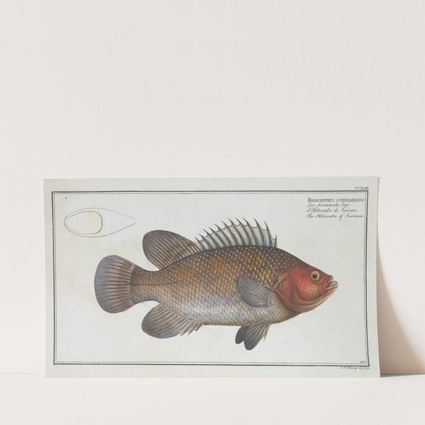 Holocentrus surinamensis, The Holocentre of Surinam. (1785-1797) by Marcus Elieser Bloch