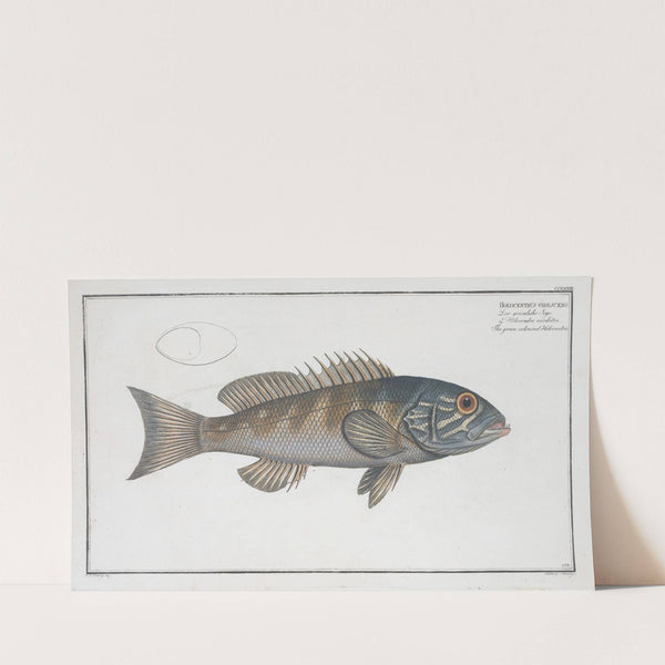 Holocentrus verescens, The green coloured Holocentre. (1785-1797) by Marcus Elieser Bloch