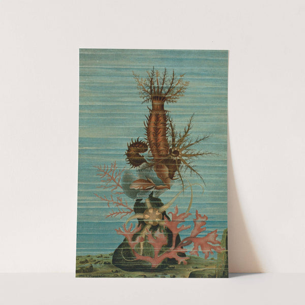 Holothurians, and Sea Star. by John George Wood
