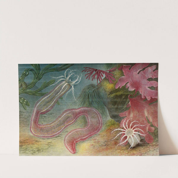 Holothurie des iles de Chausey (1866) by Alfred Frédol