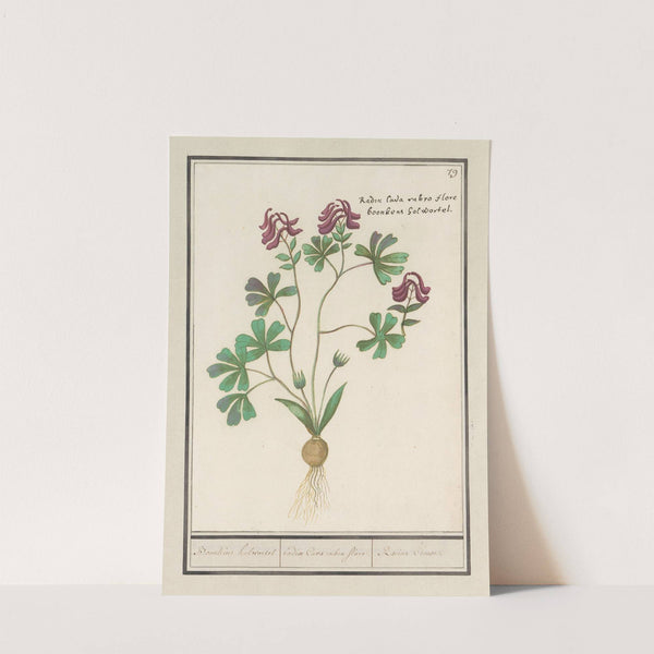 Holwortel (Corydalis cava) Boonkens holwortel. radix Cava rubro flore. Racine Creuse. (1596-1610) by Anselmus Boëtius de Boodt