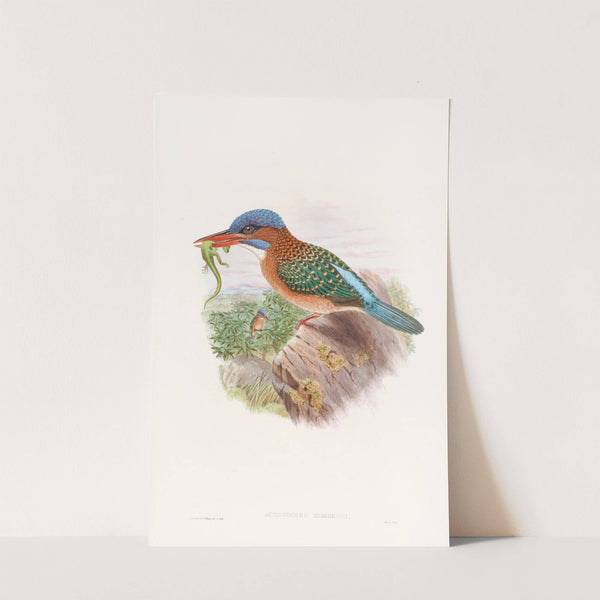 Hombron's Kingfisher by John Gould