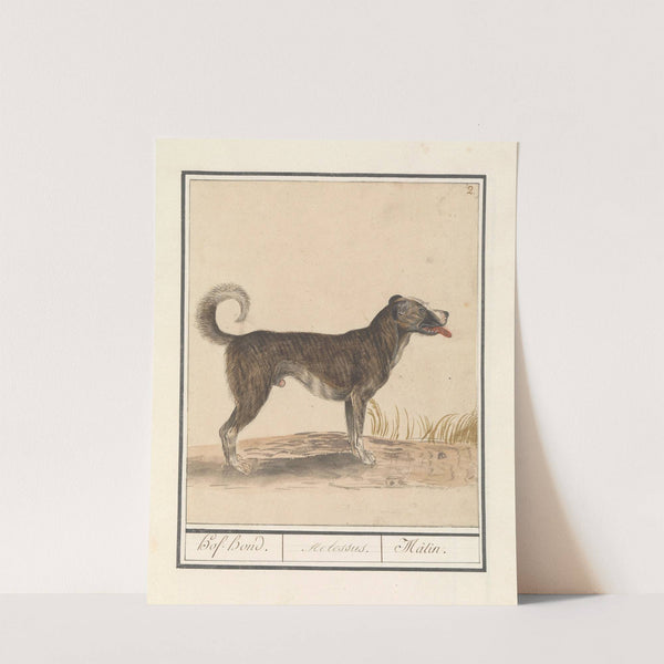 Hond (Canis lupus familiaris) Hof-Hond. Molossus. Mâtin. (1596-1610) by Anselmus Boëtius de Boodt