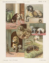 Honden (1875-1919)