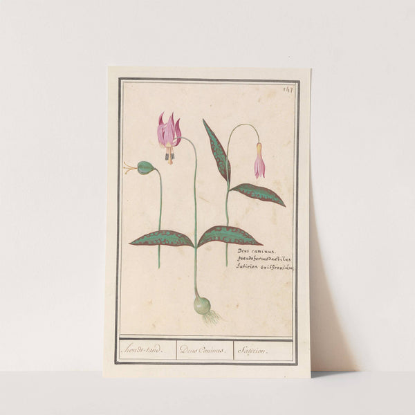 Hondstand (Erythronium dens-canis) honds-tand. Dens Caninus. Satirion (1596-1610) by Anselmus Boëtius de Boodt