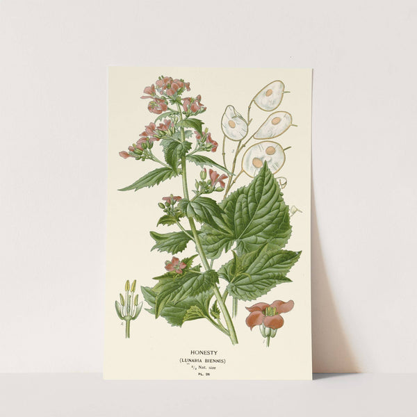 Honesty (1896-1897) by Edward Step