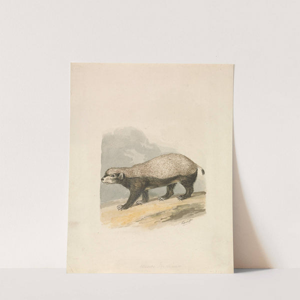 Honey-Badger by Samuel Howitt