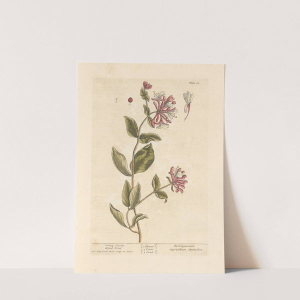 Honey suckle; Wood bind (1739) by Elizabeth Blackwell