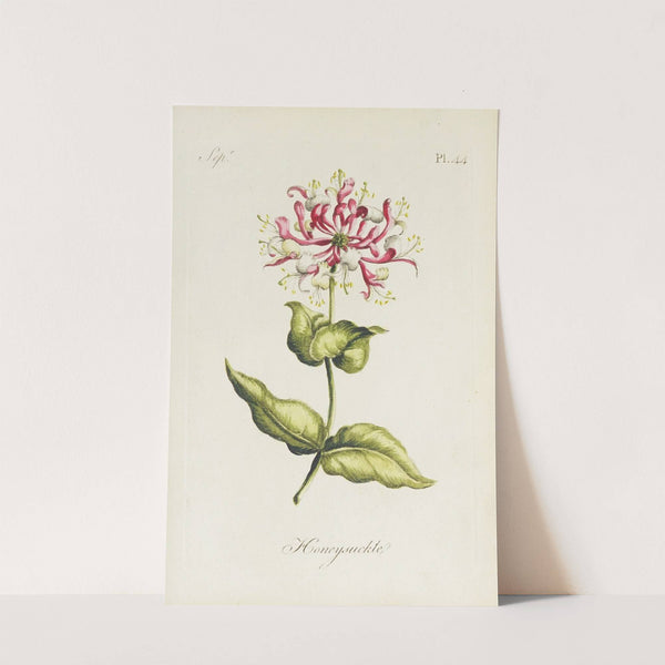 Honeysuckle by Carington Bowles