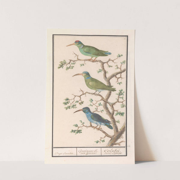 Honingzuigers (Nectariniidae) (1596-1610) by Anselmus Boëtius de Boodt