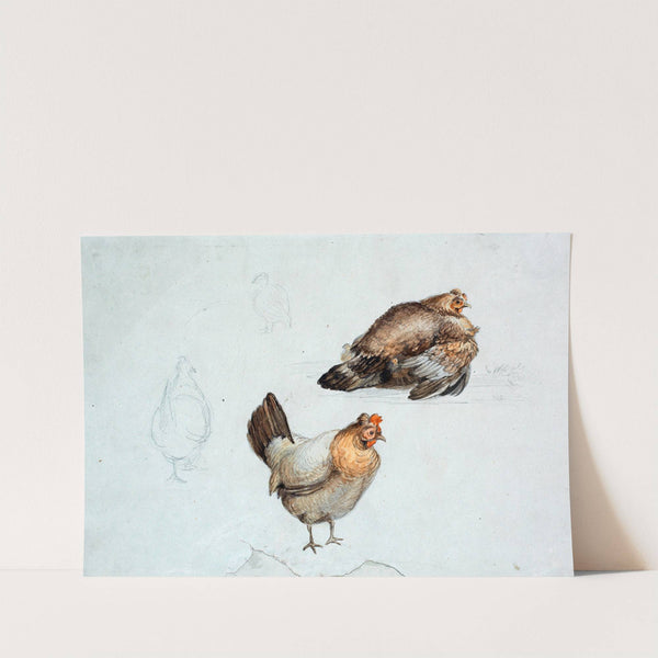 Høns. Studie by Theodor Philipsen