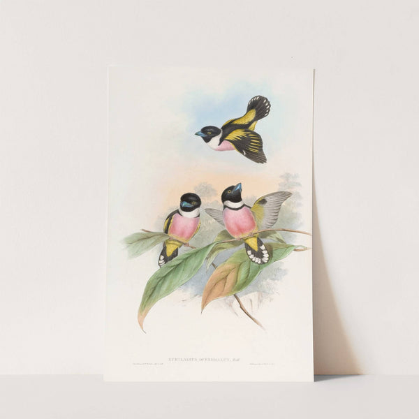 Hooded Eurylaime by John Gould