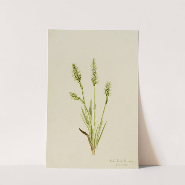 Hooded Ladies-Tresses (Ibidium strictum) (1918) by Mary Vaux Walcott