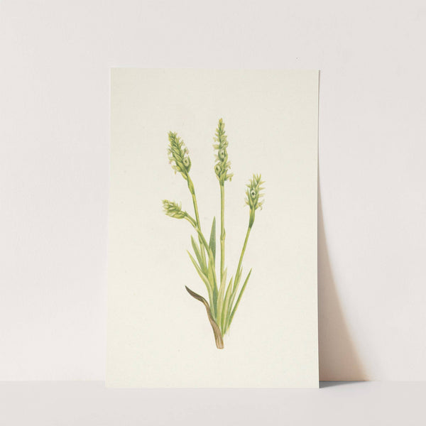 Hooded Ladies-tresses. Ibidium strictum (1925) by Mary Vaux Walcott