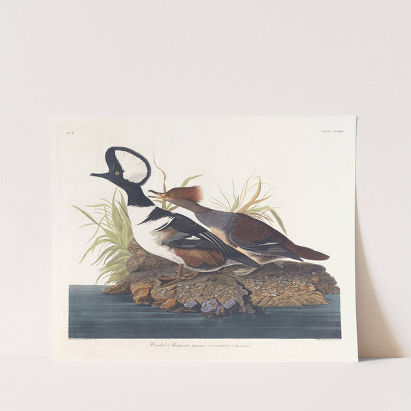 Hooded merganser by John James Audubon