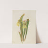 Hooded Pitcherplant (Sarracenia minor) (1925) by Mary Vaux Walcott