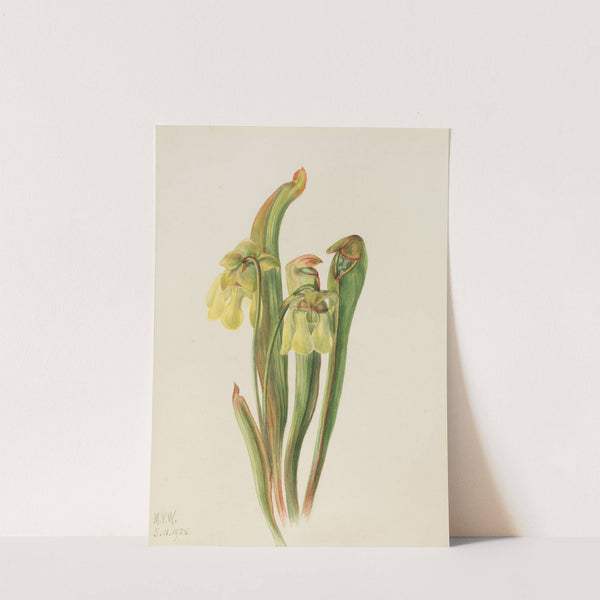 Hooded Pitcherplant (Sarracenia minor) (1925) by Mary Vaux Walcott