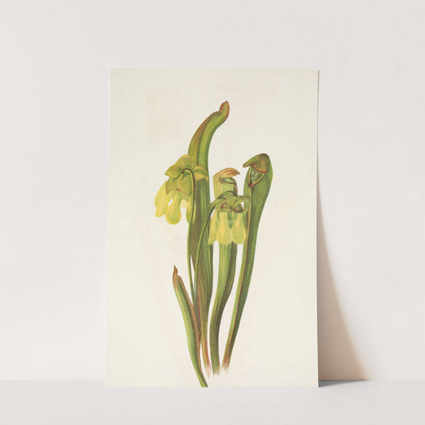 Hooded Pitcherplant. Sarracenia minor (1925) by Mary Vaux Walcott