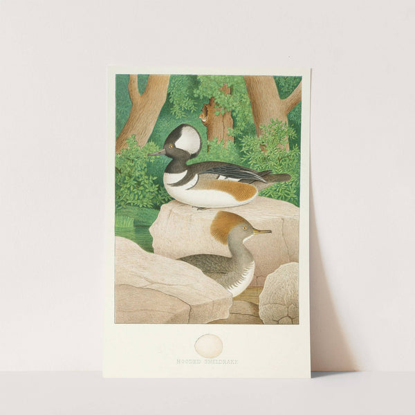 Hooded Sheldrake (1882) by Edwin L. Sheppard