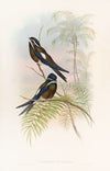 Hooded Tree-Swift