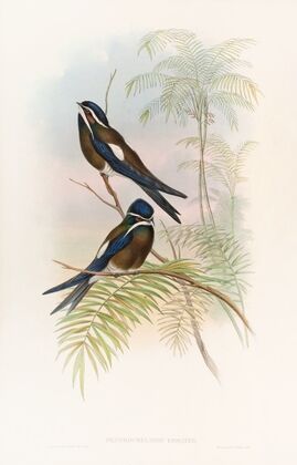 Hooded Tree-Swift