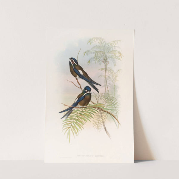 Hooded Tree-Swift by John Gould