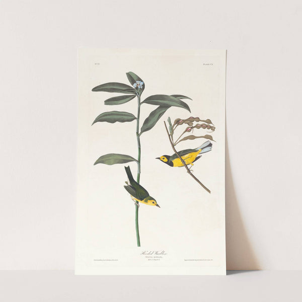 Hooded warbler by John James Audubon