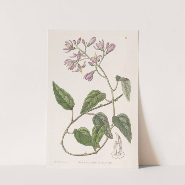Hook-petalled Solanum by Sydenham Edwards