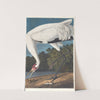 Hooping crane by John James Audubon