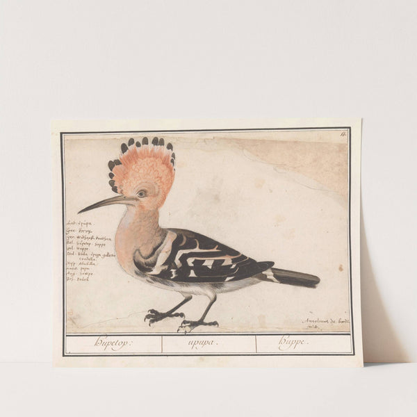 Hop Hupetop upupa. Huppe. (1596-1610) by Anselmus Boëtius de Boodt