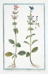 Horminum Salviæ foliis, coma rubra, floribus in labio superiori rubenti, inferiori, seu barba ex albo rubentibus … (Annual Sage)