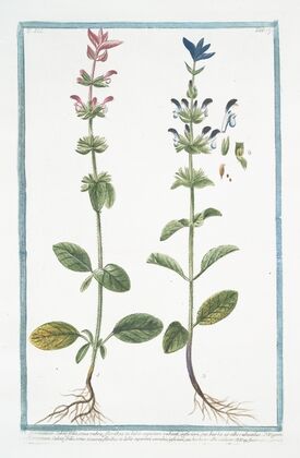 Horminum Salviæ foliis, coma rubra, floribus in labio superiori rubenti, inferiori, seu barba ex albo rubentibus … (Annual Sage)