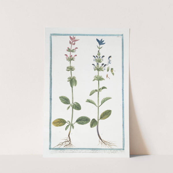 Horminum Salviæ foliis, coma rubra, floribus in labio superiori rubenti, inferiori, seu barba ex albo rubentibus ... (Annual Sage) by Giorgio Bonelli