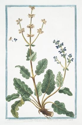Horminum Sylvestre, floribus dilute azzureis in verticillum dispositis – Ormino, e Betonica Salvaiiea – Ormin. (Clary, Common, Clarry. Orvale. Toute-bonne. Clear Eye. See Bright. Eyebright)